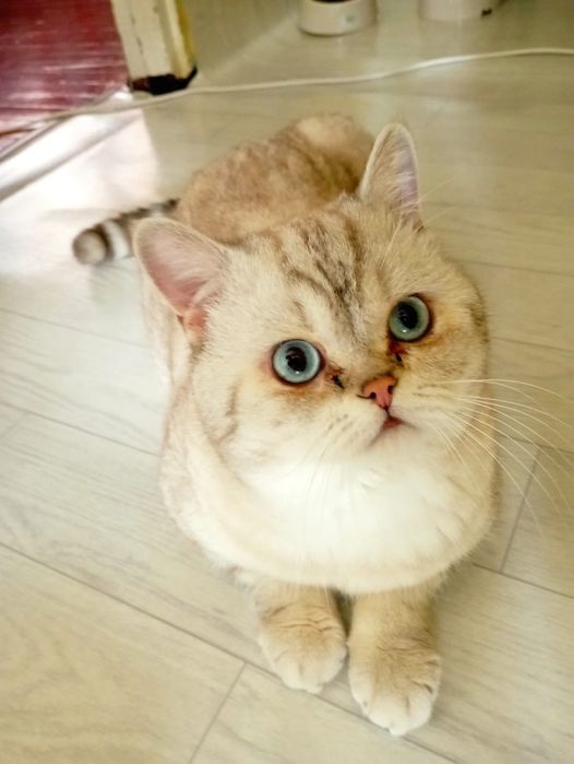 Кот на вязку шиншилла