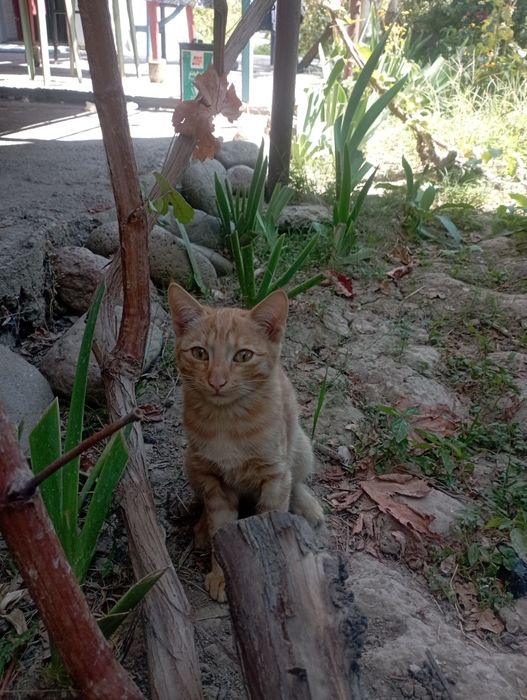 Отдам даром мальчика