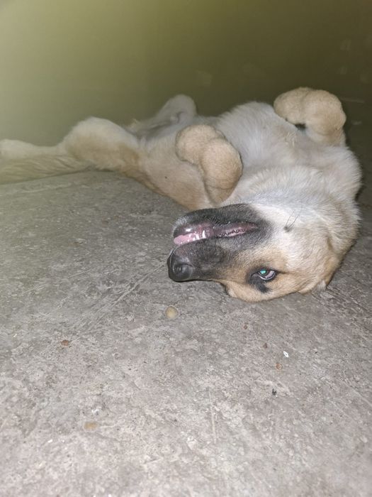 Căței metiși husky/malinois