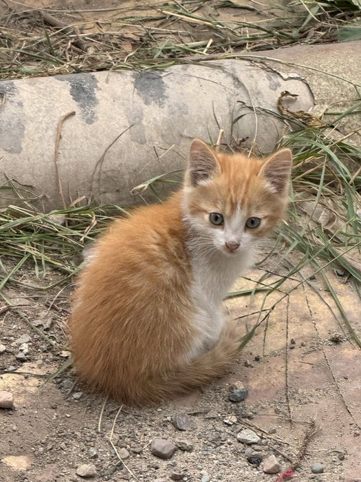 Срочно отдам котят