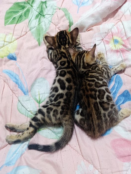 Bingan paroda sotiladi