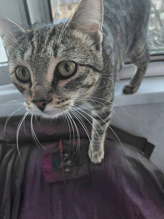 Котик 7 месяцев Ищет Дом