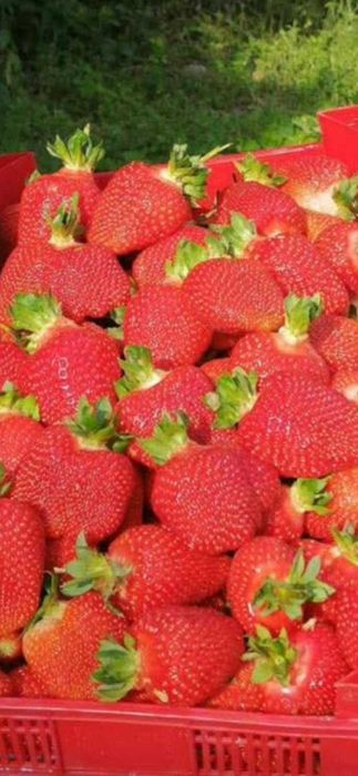 Продавам расад ягоди и малини