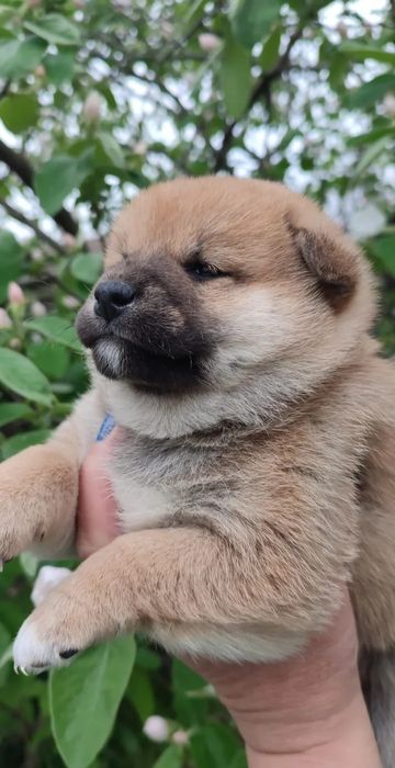 Шикарные щенки Сиба Ину