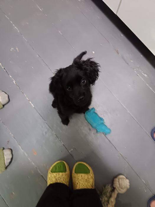 Продам щенка Кокер спаниеля