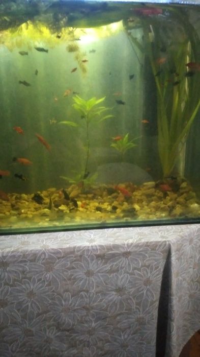 Аквариум для рыб