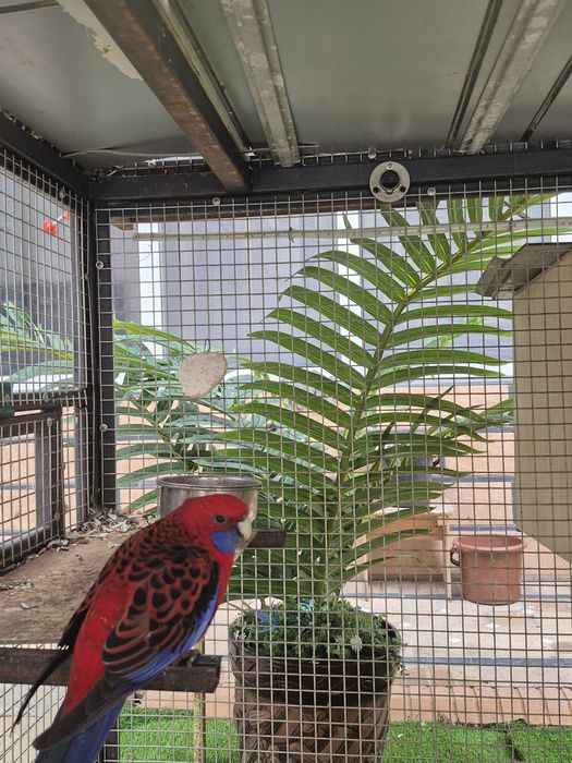 Tути кушлар сотилади