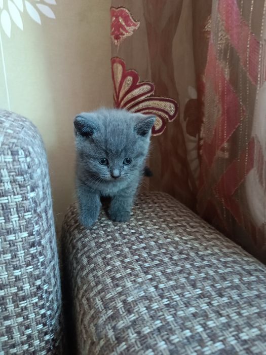 Котята шотландцы