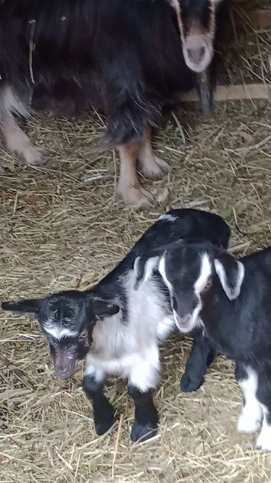 Disponibile Capre  cu Iezi