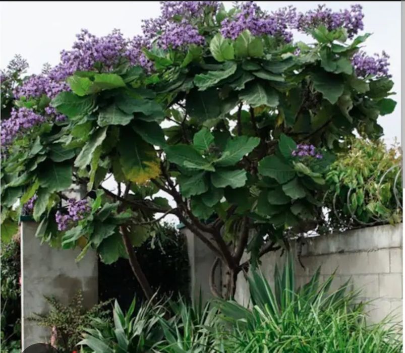 Paulownia în ghiveci, seminte, răsaduri,  plante mature în ghiveci 6m