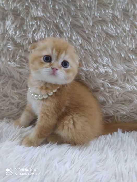 Котята от правильной вязки