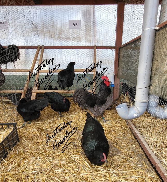 Oua pentru incubat Australorp Negru si Albastru