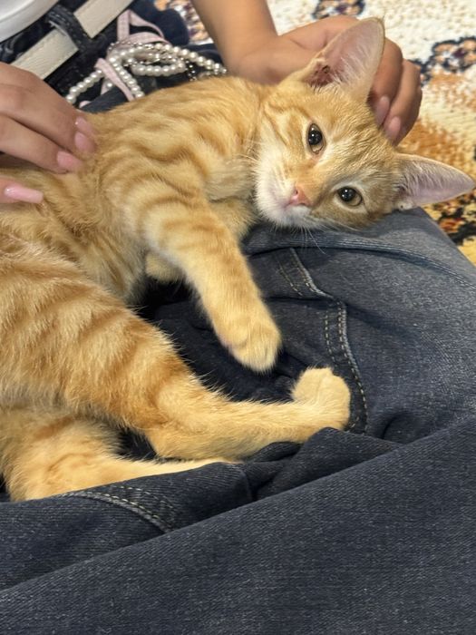 Рыжий котёнок,отдаю в добрые руки,игривый хороший,ласковый