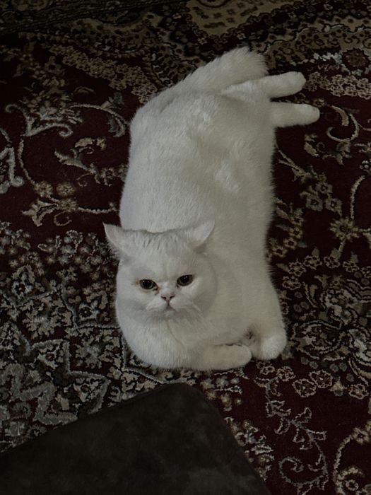 Кот приглашать к себе кошек вязка