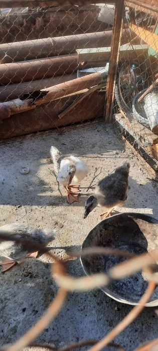 Gusi sotiladi kurka joja ham sotiladi