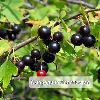 Декоративные кустарники и деревья