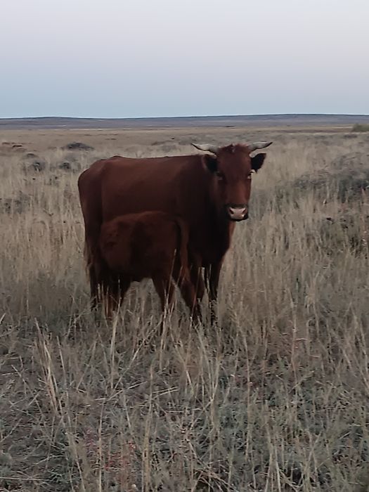 Сельское хозяйство