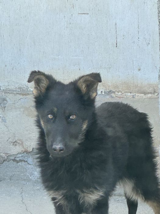 Продам щенка немецкой овчарки