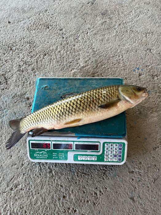 Малек форел. осетр карп