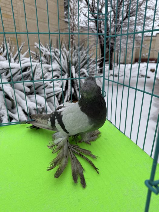 Голуб уды крупный