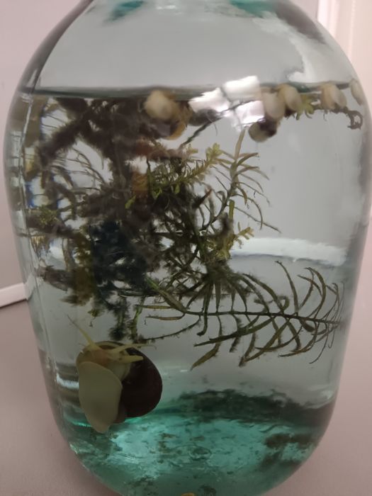 Продам аквариум с рыбками