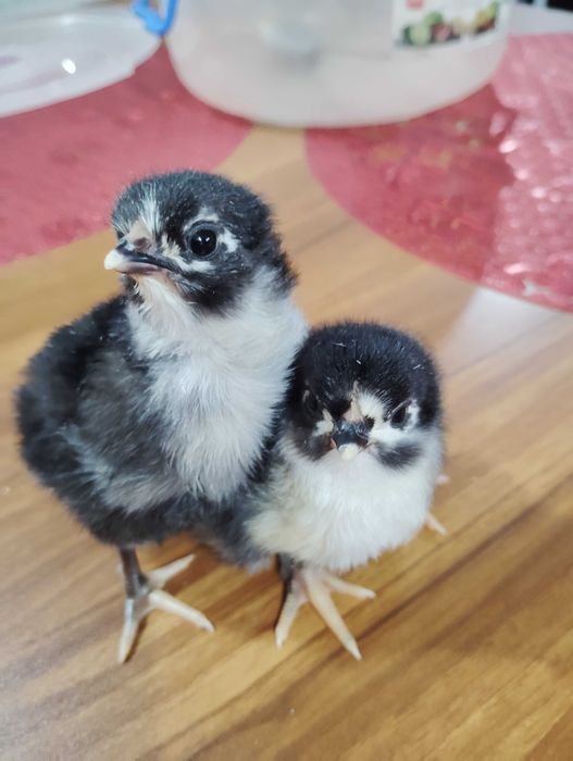 Pasare de curte găină și cocos