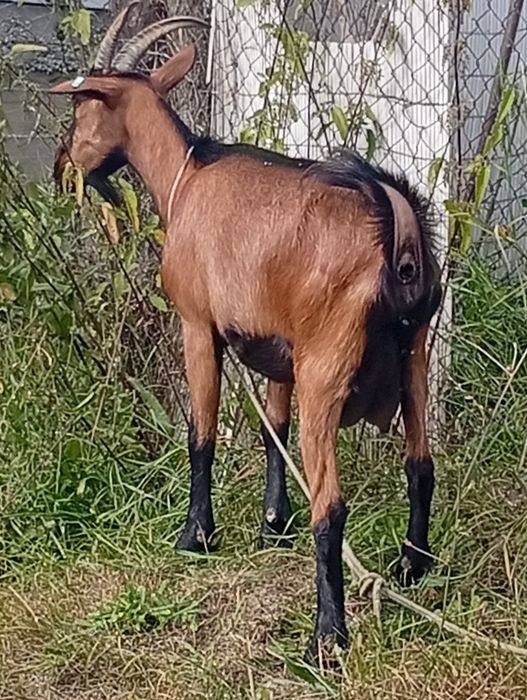 Vând capra alpina de lapte la prima fătare