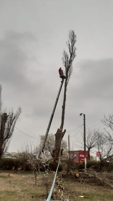 Arborist, toaletari/taieri/curatari arbori, alpinist in copaci