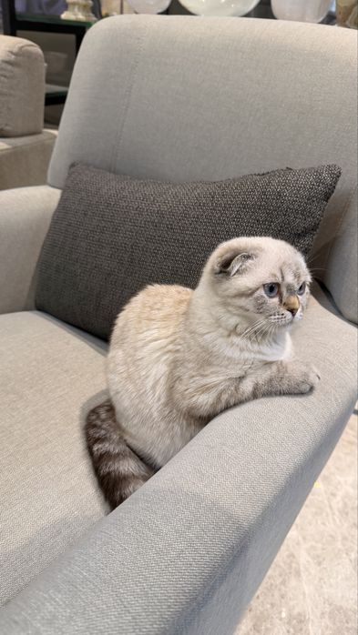 Скоттиш фолд кошка