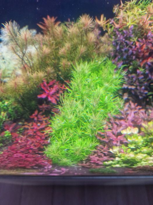 Plante naturale de acvariu + Gratis 10 Capsule Nutritive pt. Rădăcini