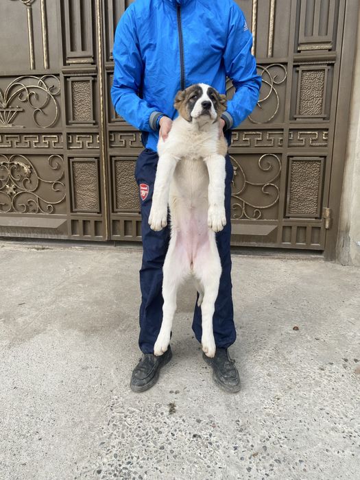 Алабай щенки 2 месяца