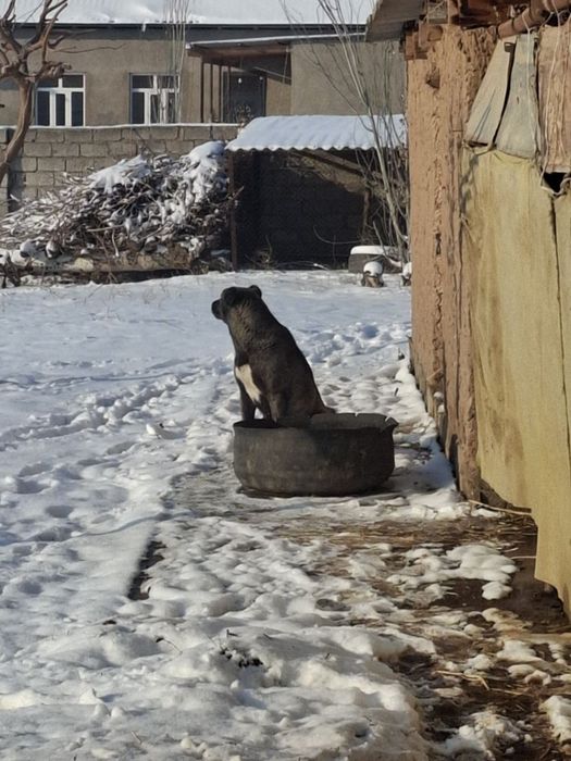 Алабай зоти тоза ит