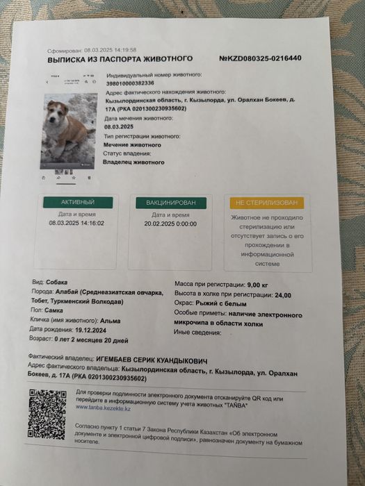 Среднеазиатская овчарка