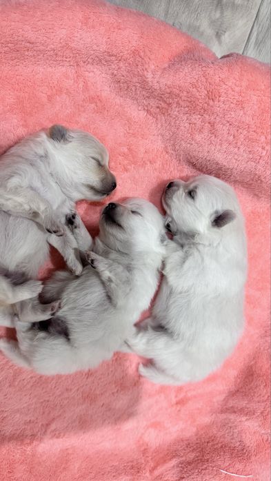 Щенки немецкий шпиц