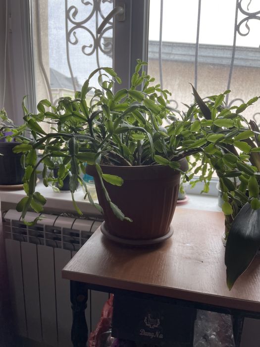 Продам декабрист, большой