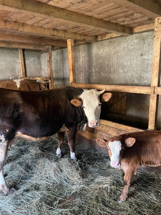 De vânzare! Juninca la prima fătare cu vitica!