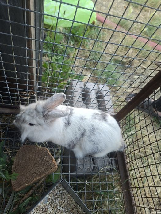 Продается кролик