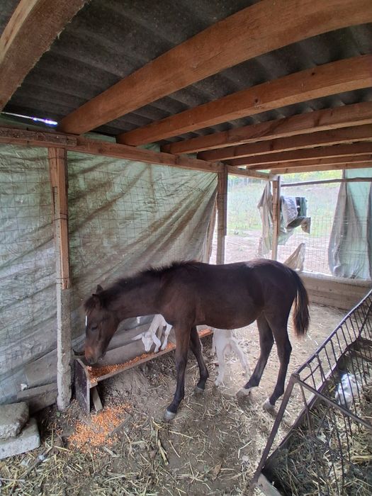 De vânzare un mănz de 5 luni și o cărlanca are undeva la 50 kg 55kg se vinde separat