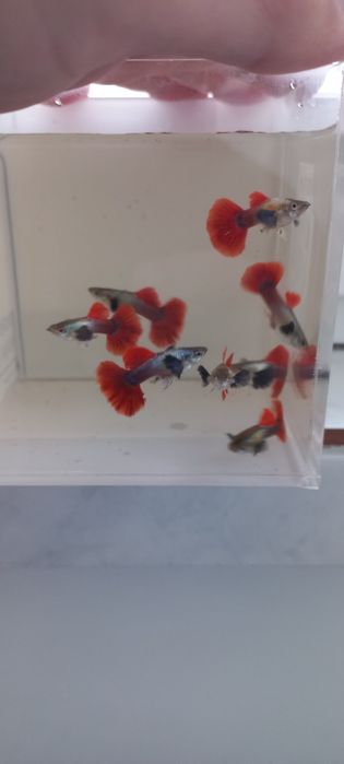 Guppy Dumbo red tail