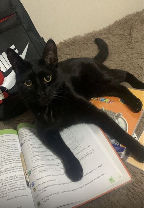 Отдам кота бесплатно