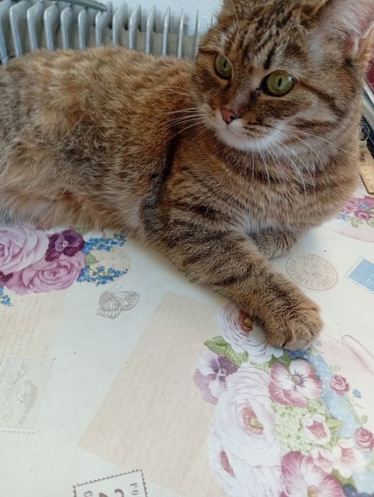 Ищет ответственных хозяев