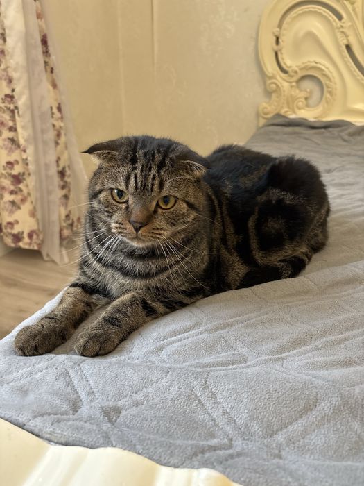 Кот Шотландский вислоухий