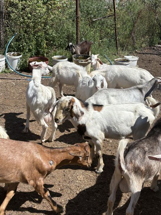 Продавам ярета за клане и дамазлък