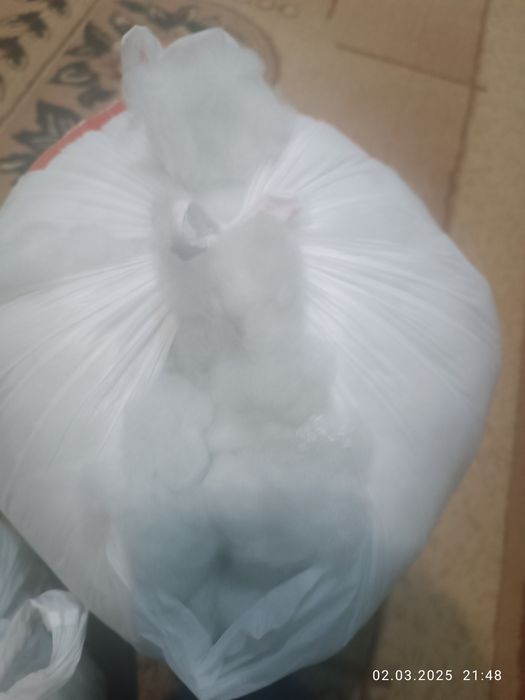 Синтипух белый. .