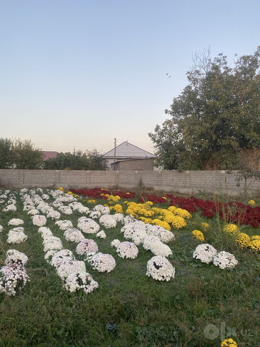 Gullar Samarqand