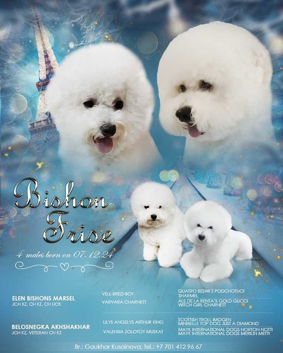 Щенки бишон фризе