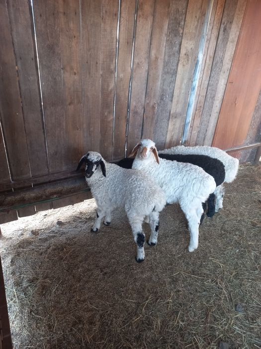 Кошкар  на племя.