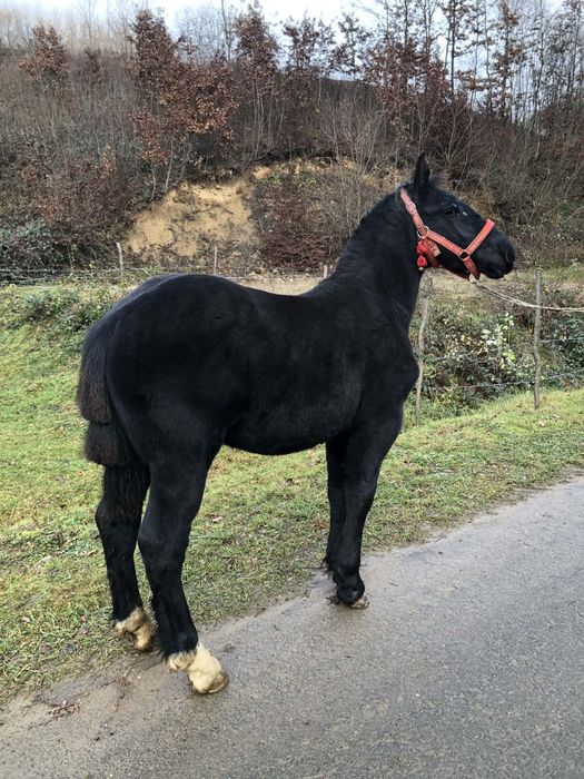 Mânz de 7 luni de vanzare