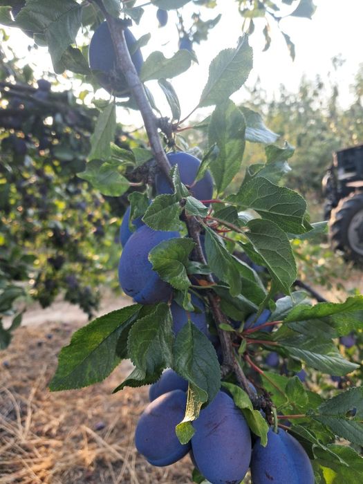 Prune pentru țuică