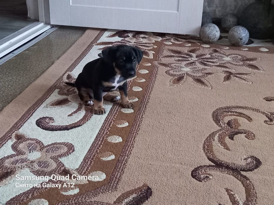 Отдам щенка в добрые руки